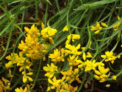 Genista sagittalis