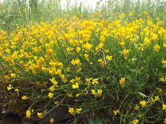 Genista sagittalis