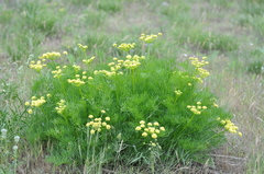 Lomatium papilioniferum