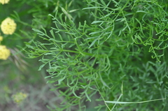 Lomatium papilioniferum