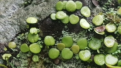 Lemmaphyllum microphyllum