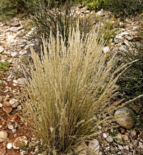 Stipagrostis anomala