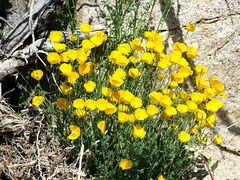 Eschscholzia androuxii