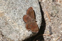 Calephelis arizonensis