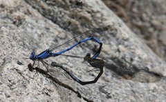 Argia lacrimans