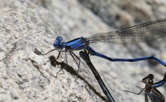 Argia lacrimans