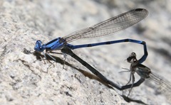 Argia lacrimans