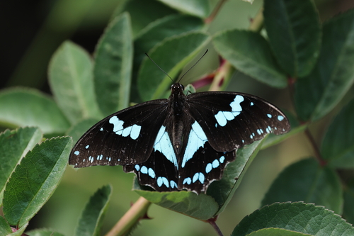 Papilio epiphorbas