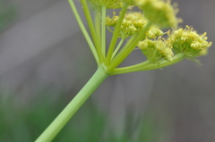 Lomatium papilioniferum