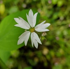 Lithophragma parviflorum