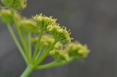 Lomatium papilioniferum