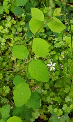 Lithophragma parviflorum