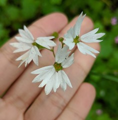 Lithophragma parviflorum