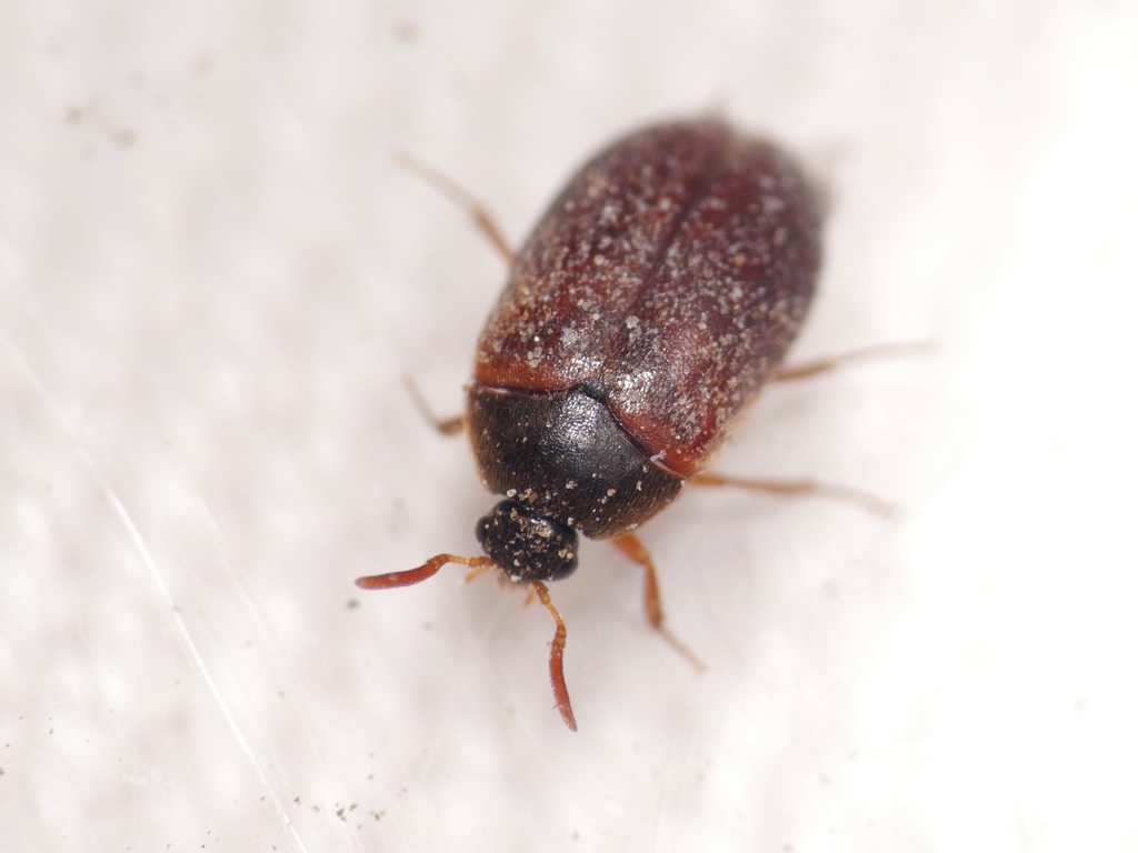 Brown Carpet Beetle