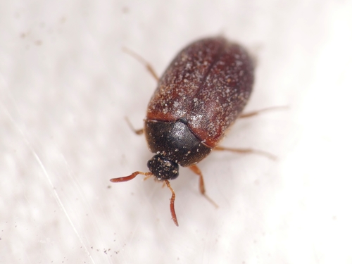 Brown Carpet Beetle