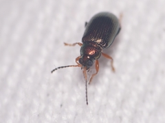Crepidodera plutus