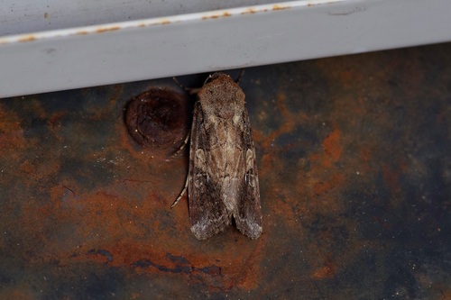 Fall Armyworm Moth photo 6