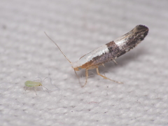 Argyresthia spinosella