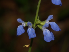 Salvia jaimehintoniana