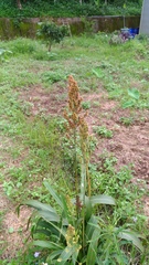 Sorghum bicolor bicolor