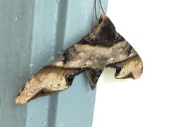Amplypterus panopus