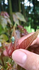 Cyphicerini