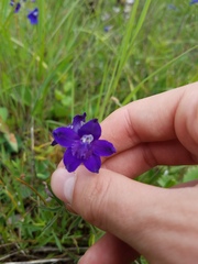 Delphinium menziesii
