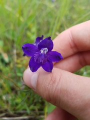 Delphinium menziesii