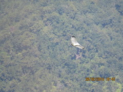 Pseudastur albicollis