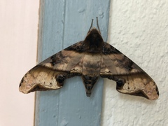 Amplypterus panopus