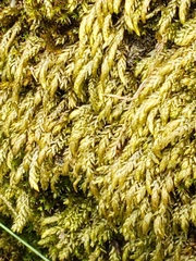 Brachythecium rivulare