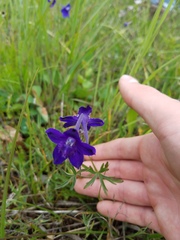 Delphinium menziesii