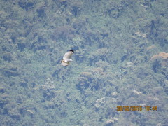 Pseudastur albicollis