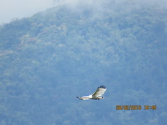 Pseudastur albicollis