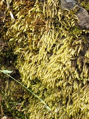 Brachythecium rivulare