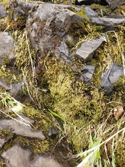 Brachythecium rivulare