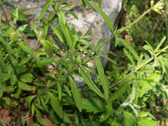 Salvia jaimehintoniana