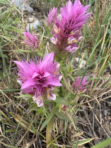 Field Cow-wheat