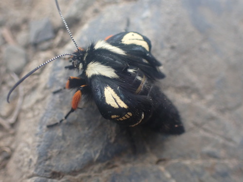 MacCulloch's Forester Moth photo 2
