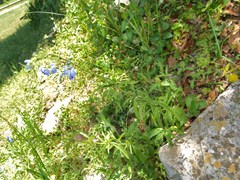 Salvia jaimehintoniana