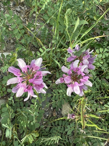 purple crownvetch