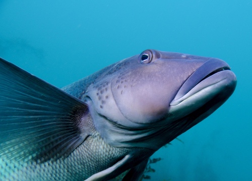 Blue cod (Parapercis colias) — Pinguipedidae