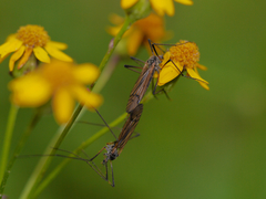 Prionolabis rufibasis