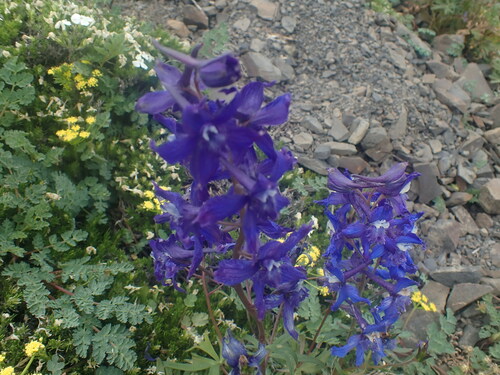 Image of Delphinium glareosum by no rights reserved