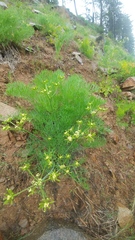 Lomatium thompsonii