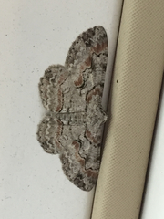 Iridopsis defectaria