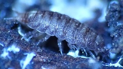Oniscidea