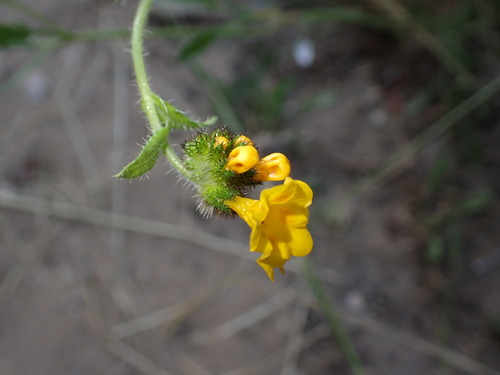 Woolly breeches (Amsinckia spectabilis)