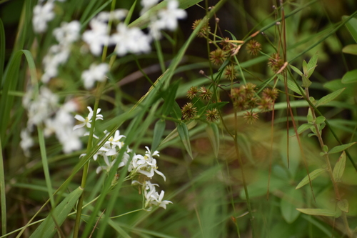Image of Sabatia difformis by (c) Ryan Watson, some rights reserved (CC BY)