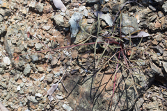 Lomatium marginatum